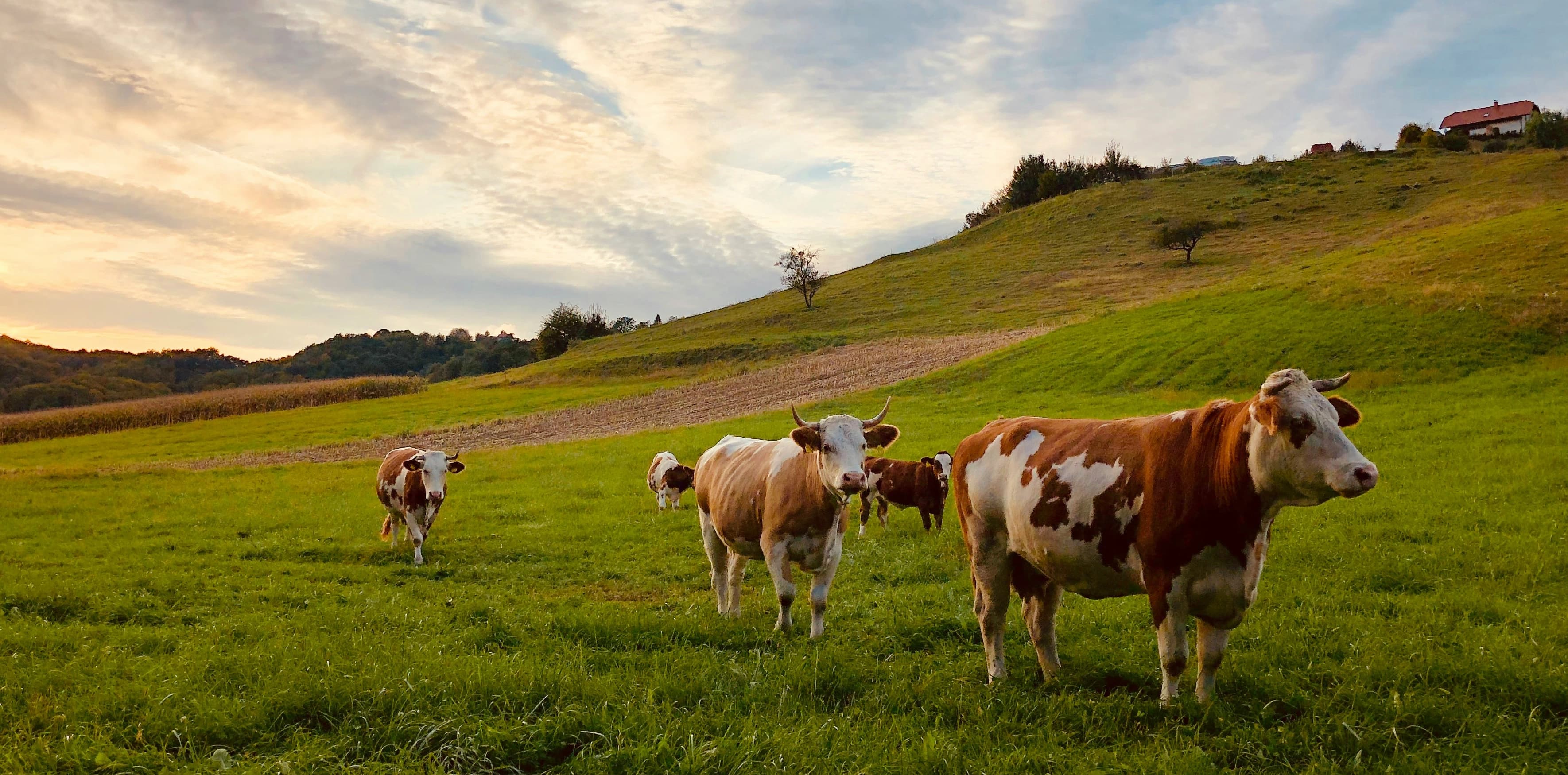 Feedora livestock nutrition for dairy cattle and buffalo