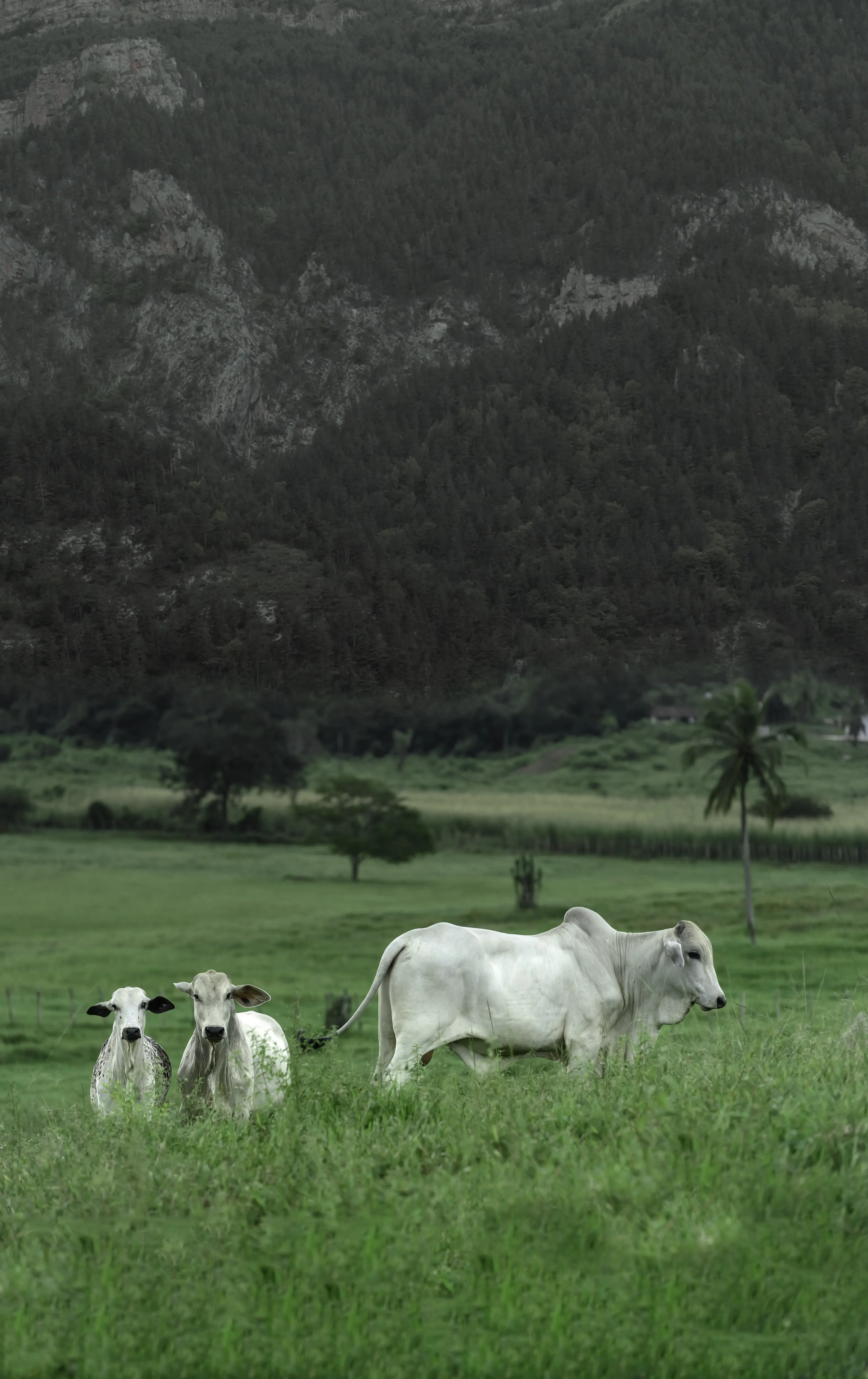 Cattle at a Feedora customer dairy farm