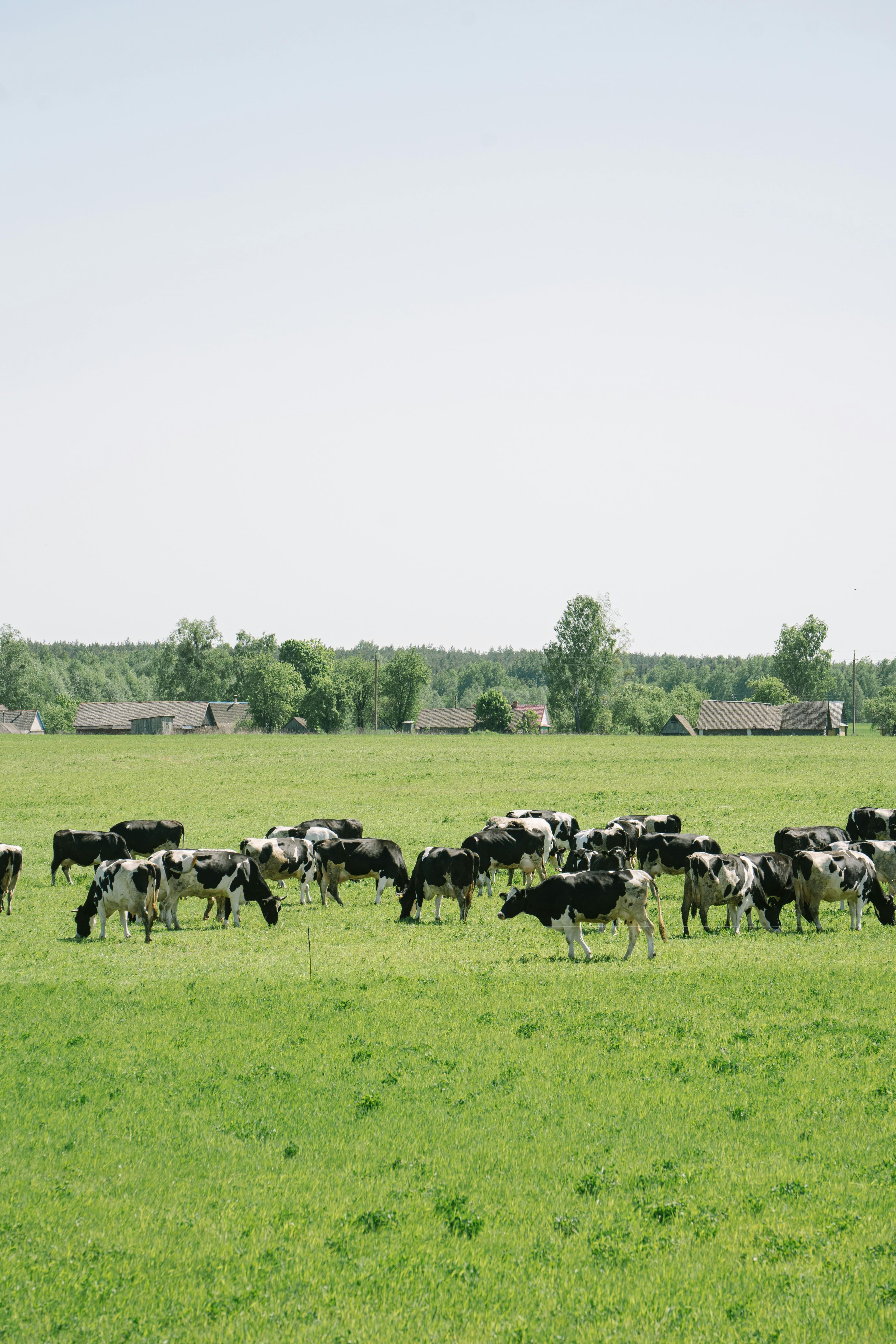 Dairy farmers working with their herd